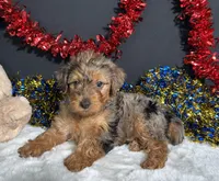 Rocky, a male Yorkipoo for sale in Plainville, IN – 4 of 6