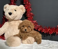 Lucy, a female Poodle - Toy  for sale in Plainville, IN – 5 of 8