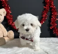 Isla, a female Maltese for sale in Plainville, IN – 3 of 7