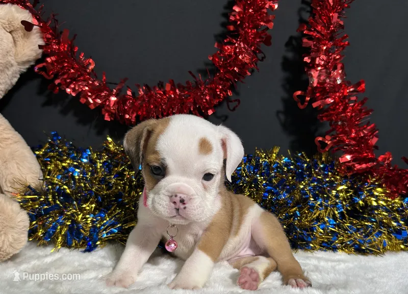 Gigi – English Bulldog, Beagle puppy for sale in Plainville, IN
