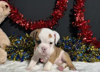 Gigi, a female English Bulldog and Beagle for sale in Plainville, IN – 1 of 4