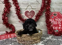 Lambo, a male Poodle - Miniature  for sale in Plainville, IN – Photo 9 of 10