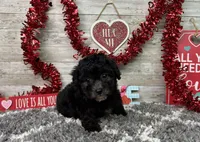 Lambo, a male Poodle - Miniature  for sale in Plainville, IN – Photo 10 of 10