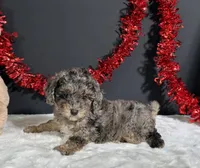 Monica, a female Poodle - Miniature  for sale in Plainville, IN – 7 of 7
