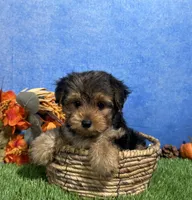 Ivy, a female Yorkshire Terrier for sale in Plainville, IN – 3 of 8