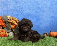 Tulip, a female Yorkipoo for sale in Plainville, IN – 8 of 8