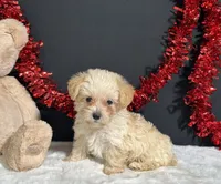 Ashley, a female Morkie for sale in Plainville, IN – 1 of 6