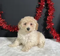 Ella, a female Poodle - Miniature  for sale in Plainville, IN – 3 of 5