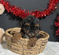 Oakley, a female Maltipoo for sale in Plainville, IN – Photo 7 of 7