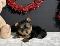 Charlie, a male Yorkshire Terrier for sale in Plainville, IN – Photo 4 of 10