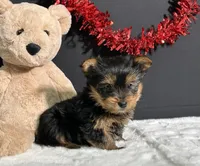 Charlie, a male Yorkshire Terrier for sale in Plainville, IN – Photo 9 of 10