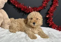 Andy, a male Poodle - Toy  for sale in Plainville, IN – Photo 5 of 5