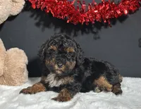 Oakley, a female Maltipoo for sale in Plainville, IN – Photo 5 of 7