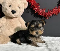 Blake, a male Yorkshire Terrier for sale in Plainville, IN – Photo 10 of 10