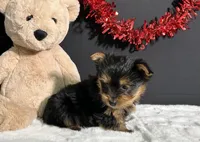 Charlie, a male Yorkshire Terrier for sale in Plainville, IN – Photo 6 of 10