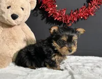 Charlie, a male Yorkshire Terrier for sale in Plainville, IN – Photo 7 of 10