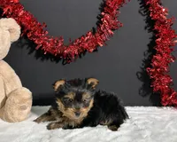 Charlie, a male Yorkshire Terrier for sale in Plainville, IN – Photo 10 of 10