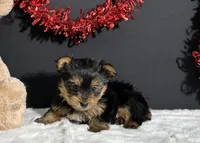 Charlie, a male Yorkshire Terrier for sale in Plainville, IN – Photo 2 of 10