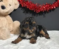 Oakley, a female Maltipoo for sale in Plainville, IN – Photo 6 of 7