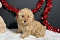 Andy, a male Poodle - Toy  for sale in Plainville, IN – Photo 1 of 5