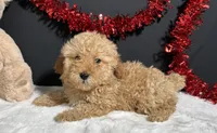Andy, a male Poodle - Toy  for sale in Plainville, IN – Photo 2 of 5
