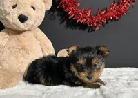 Charlie, a male Yorkshire Terrier for sale in Plainville, IN – Photo 8 of 10