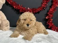 Andy, a male Poodle - Toy  for sale in Plainville, IN – Photo 3 of 5