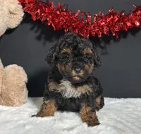 Oakley, a female Maltipoo for sale in Plainville, IN – Photo 3 of 7