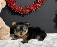 Charlie, a male Yorkshire Terrier for sale in Plainville, IN – Photo 5 of 10