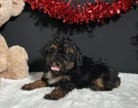 Oakley, a female Maltipoo for sale in Plainville, IN – Photo 2 of 7