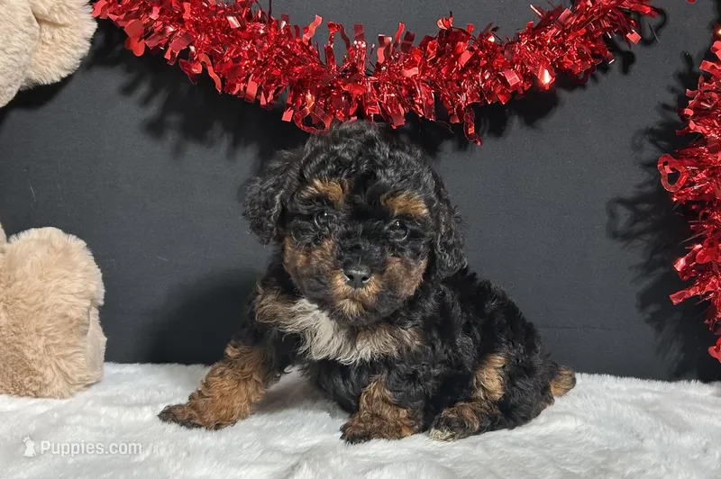 Oakley – Maltipoo puppy for sale in Plainville, IN