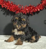 Oakley, a female Maltipoo for sale in Plainville, IN – Photo 4 of 7