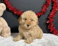 Andy, a male Poodle - Toy  for sale in Plainville, IN – Photo 4 of 5