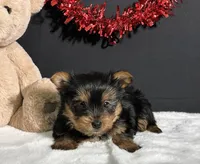 Charlie, a male Yorkshire Terrier for sale in Plainville, IN – Photo 3 of 10