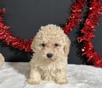 Bailey, a female Poodle - Miniature  for sale in Plainville, IN – 4 of 5
