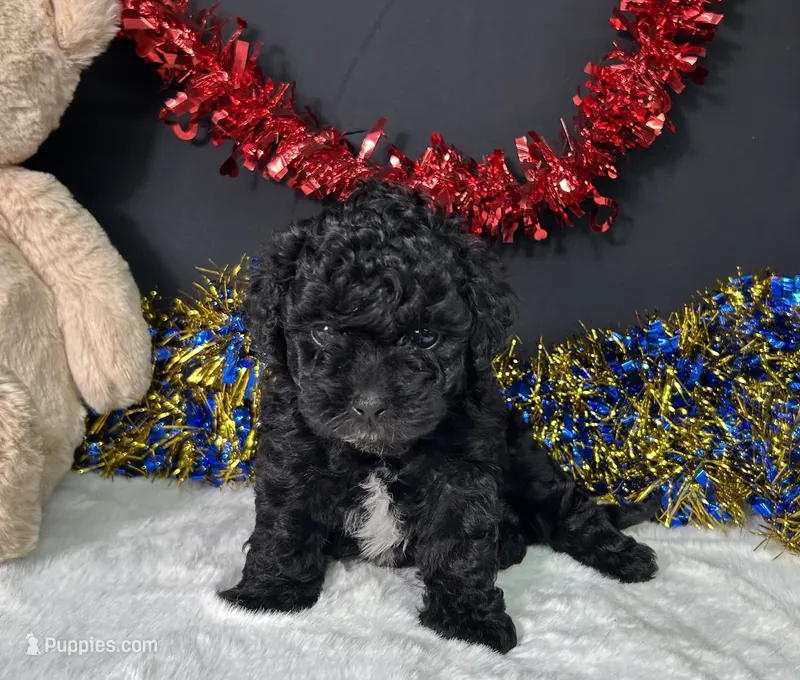 Diva – Maltipoo puppy for sale in Plainville, IN