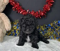 Diva, a female Maltipoo for sale in Plainville, IN – 1 of 8