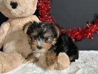 Luke, a male Yorkshire Terrier for sale in Plainville, IN – 2 of 6
