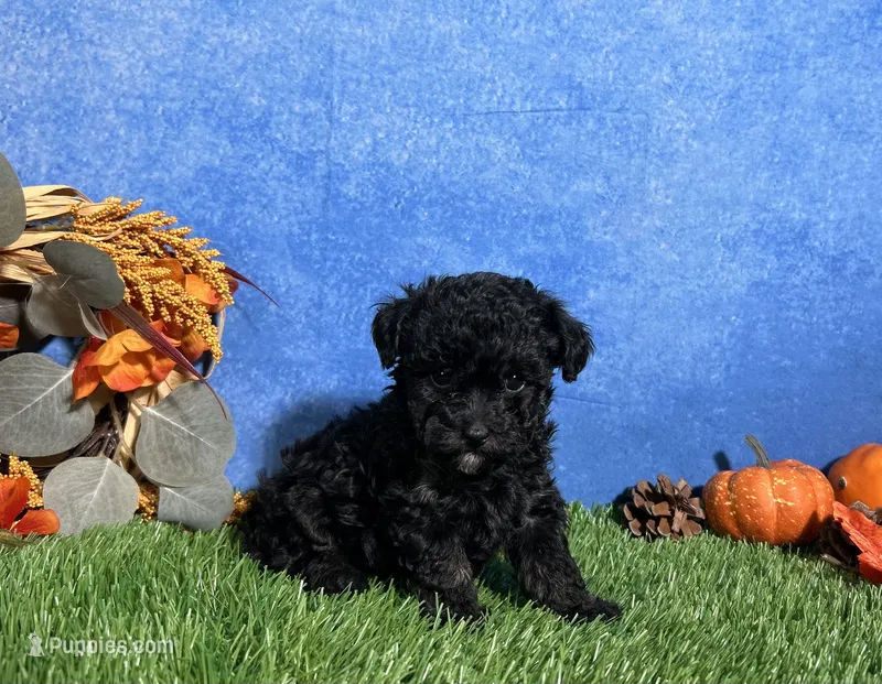 Chloe – Poodle - Toy  puppy for sale in Plainville, IN