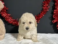 Cynthia, a female Poodle - Miniature  for sale in Plainville, IN – 3 of 8