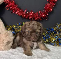 Lilly, a female Maltipoo for sale in Plainville, IN – 4 of 7