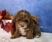Flash, a male Poodle - Miniature  for sale in Plainville, IN – 1 of 7