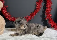 Monica, a female Poodle - Miniature  for sale in Plainville, IN – 3 of 7