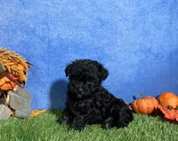 Chloe, a female Poodle - Toy  for sale in Plainville, IN – 2 of 6