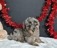 Bandit, a male Poodle - Miniature  for sale in Plainville, IN – 5 of 5