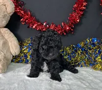Diva, a female Maltipoo for sale in Plainville, IN – 7 of 8