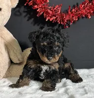 Luna, a female Poodle - Toy  for sale in Plainville, IN – Photo 1 of 5