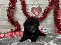 Lambo, a male Poodle - Miniature  for sale in Plainville, IN – Photo 1 of 10