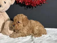 Bella, a female Poodle - Miniature  for sale in Plainville, IN – Photo 3 of 6