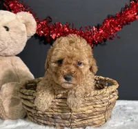 Bella, a female Poodle - Miniature  for sale in Plainville, IN – Photo 6 of 6